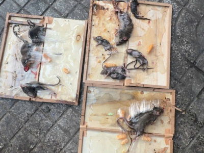 Dịch vụ diệt chuột an toàn