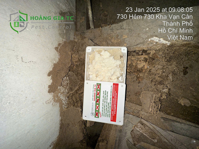 Diệt mọt gỗ bằng phương pháp sinh học