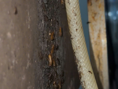 Phun thuốc diệt gián tận gốc