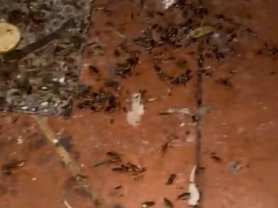 Dịch vụ diệt gián tận gốc